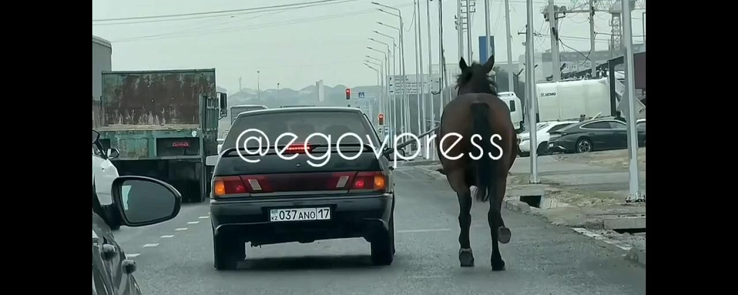 Мужчина привязал лошадь к машине и заставил бежать за ней